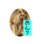 ちゃおちゅる（個別スタンプ：13）