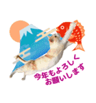 鶏と猫と犬とりあわせのお祝いスタンプ（個別スタンプ：1）