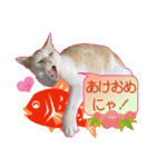 鶏と猫と犬とりあわせのお祝いスタンプ（個別スタンプ：2）