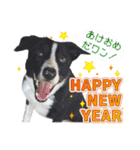 鶏と猫と犬とりあわせのお祝いスタンプ（個別スタンプ：3）
