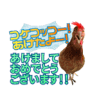 鶏と猫と犬とりあわせのお祝いスタンプ（個別スタンプ：4）