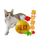 鶏と猫と犬とりあわせのお祝いスタンプ（個別スタンプ：5）