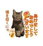 鶏と猫と犬とりあわせのお祝いスタンプ（個別スタンプ：6）