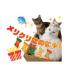 鶏と猫と犬とりあわせのお祝いスタンプ（個別スタンプ：7）