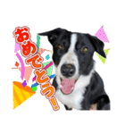 鶏と猫と犬とりあわせのお祝いスタンプ（個別スタンプ：8）