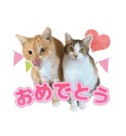鶏と猫と犬とりあわせのお祝いスタンプ（個別スタンプ：10）