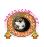 鶏と猫と犬とりあわせのお祝いスタンプ（個別スタンプ：11）