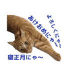 鶏と猫と犬とりあわせのお祝いスタンプ（個別スタンプ：12）