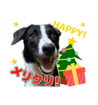 鶏と猫と犬とりあわせのお祝いスタンプ（個別スタンプ：13）