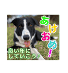 鶏と猫と犬とりあわせのお祝いスタンプ（個別スタンプ：16）