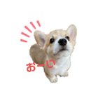 コーギーの子犬（個別スタンプ：1）
