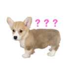 コーギーの子犬（個別スタンプ：2）