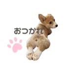 コーギーの子犬（個別スタンプ：3）