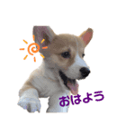 コーギーの子犬（個別スタンプ：4）