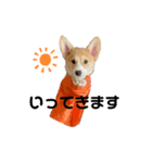 コーギーの子犬（個別スタンプ：5）