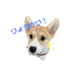 コーギーの子犬（個別スタンプ：6）
