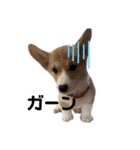 コーギーの子犬（個別スタンプ：7）