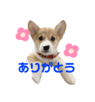 コーギーの子犬（個別スタンプ：8）