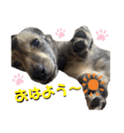 アレックス ロレックス（個別スタンプ：1）