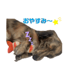 アレックス ロレックス（個別スタンプ：5）