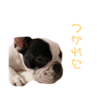 フレンチブルドック らむちゃん2（個別スタンプ：3）