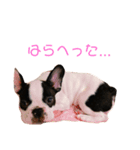 フレンチブルドック らむちゃん2（個別スタンプ：5）