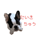 フレンチブルドック らむちゃん2（個別スタンプ：8）