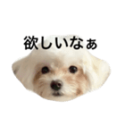 愛犬の表情に私の日頃の想いを入れてみた！（個別スタンプ：1）