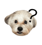 愛犬の表情に私の日頃の想いを入れてみた！（個別スタンプ：2）