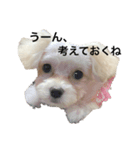 愛犬の表情に私の日頃の想いを入れてみた！（個別スタンプ：3）