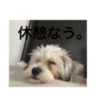 愛犬の表情に私の日頃の想いを入れてみた！（個別スタンプ：5）