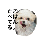 愛犬の表情に私の日頃の想いを入れてみた！（個別スタンプ：6）