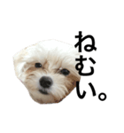 愛犬の表情に私の日頃の想いを入れてみた！（個別スタンプ：7）