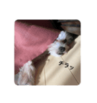 愛犬の表情に私の日頃の想いを入れてみた！（個別スタンプ：8）