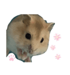 動物のかわいらしさ、（個別スタンプ：1）