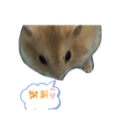 動物のかわいらしさ、（個別スタンプ：3）