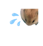 動物のかわいらしさ、（個別スタンプ：5）