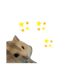 動物のかわいらしさ、（個別スタンプ：8）