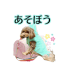 はんちゃんLove 2（個別スタンプ：6）