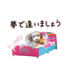 はんちゃんLove 2（個別スタンプ：7）