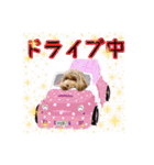 はんちゃんLove 2（個別スタンプ：8）
