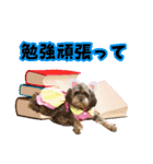 はんちゃんLove 2（個別スタンプ：11）