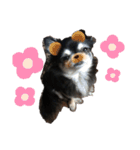 チワワのここあちゃん★（個別スタンプ：2）