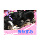 チワワのここあちゃん★（個別スタンプ：10）