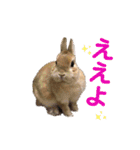うさぎ3姉妹（個別スタンプ：1）