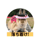 うさぎ3姉妹（個別スタンプ：2）