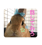 うさぎ3姉妹（個別スタンプ：3）