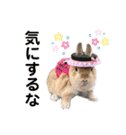 うさぎ3姉妹（個別スタンプ：4）