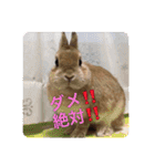 うさぎ3姉妹（個別スタンプ：9）