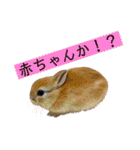 うさぎ3姉妹（個別スタンプ：11）